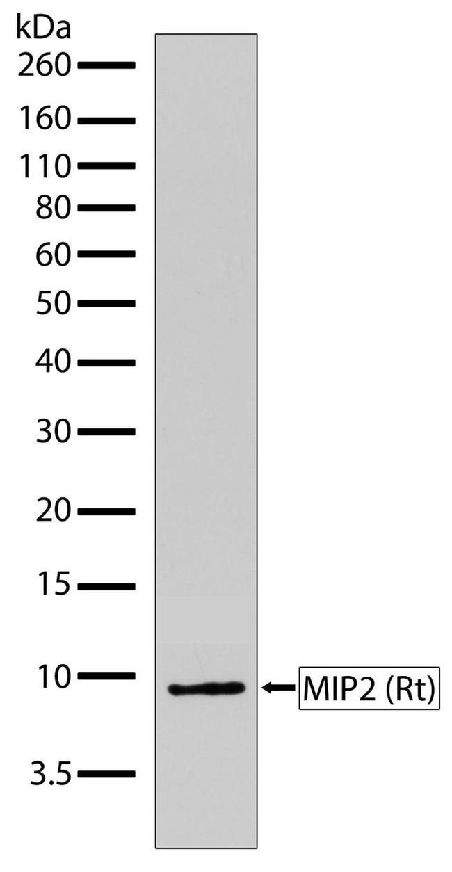 CXCL2 Antibody in Western Blot (WB)