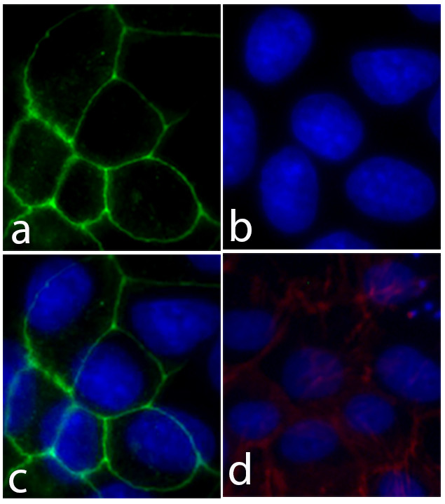 E-cadherin Antibody in Immunocytochemistry (ICC/IF)