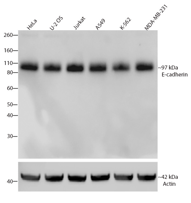 E-cadherin Antibody in Western Blot (WB)