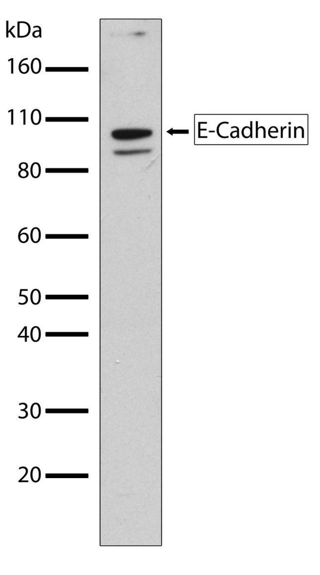 E-cadherin Antibody in Western Blot (WB)