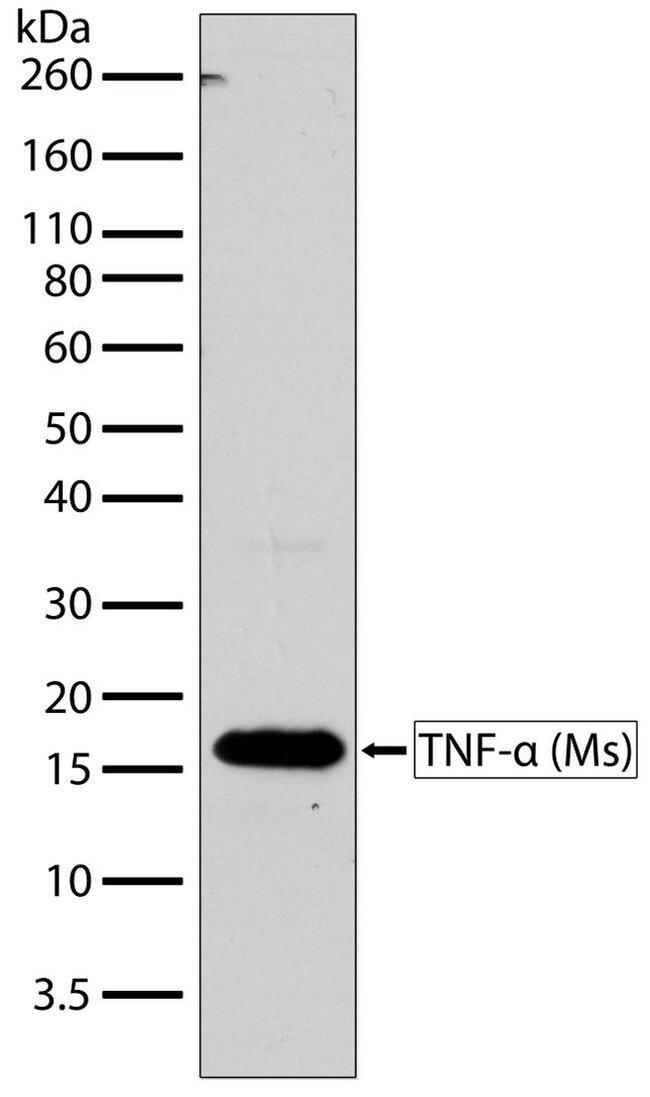 TNF alpha Antibody in Western Blot (WB)