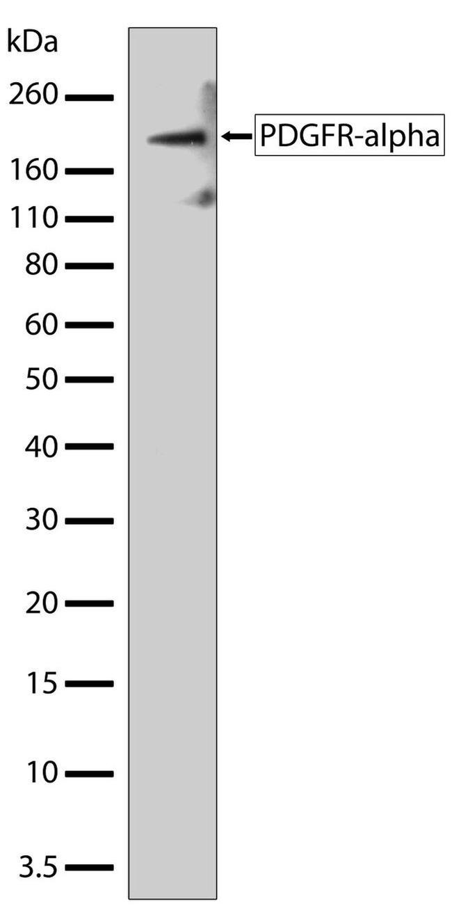 PDGFRA Antibody in Western Blot (WB)