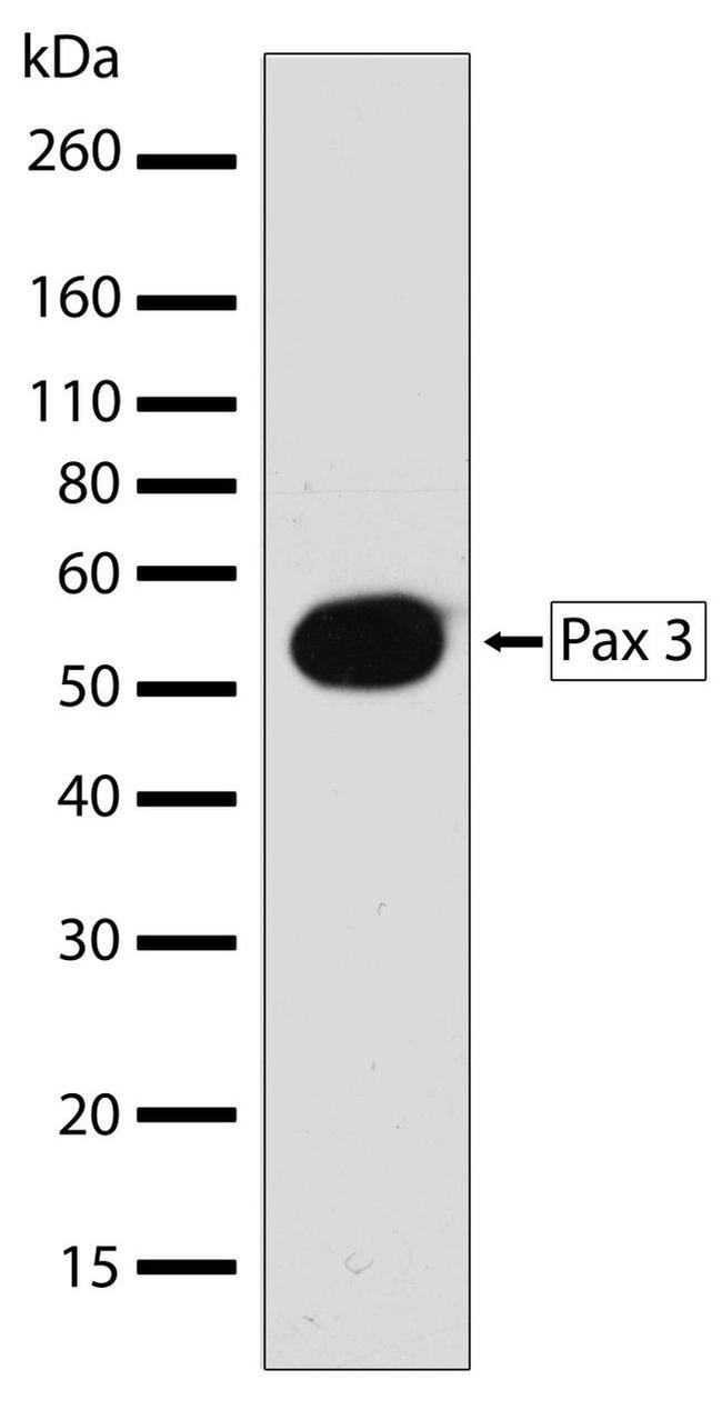 PAX3 Antibody in Western Blot (WB)