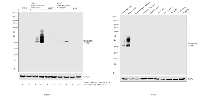 Adiponectin Antibody