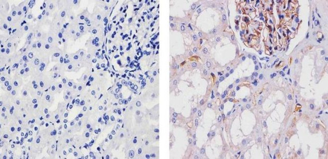 Adiponectin Antibody in Immunohistochemistry (Paraffin) (IHC (P))