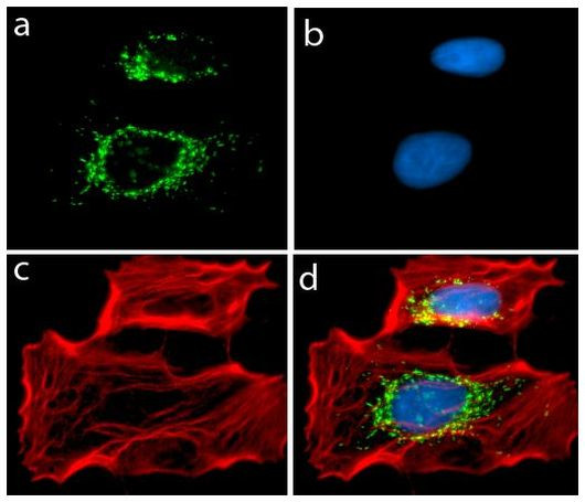 Adiponectin Antibody in Immunocytochemistry (ICC/IF)