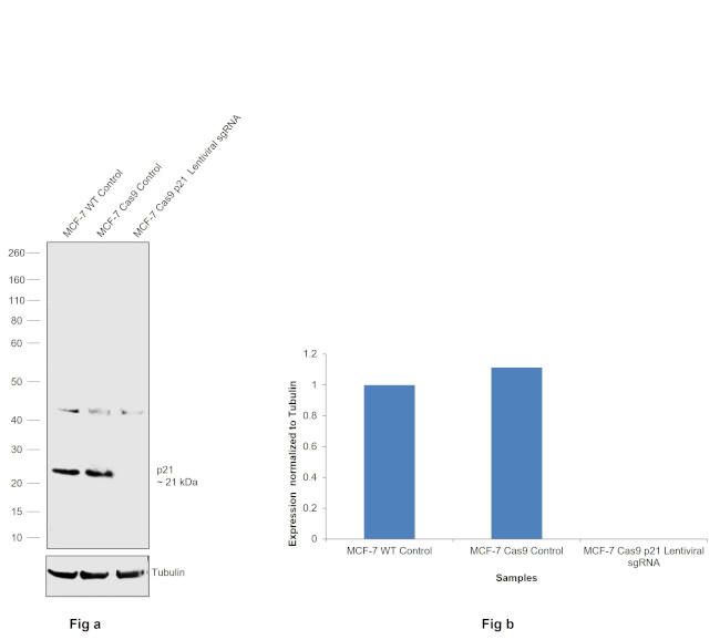 p21 Antibody