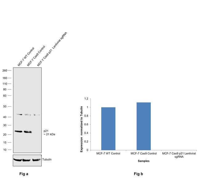 p21 Antibody in Western Blot (WB)