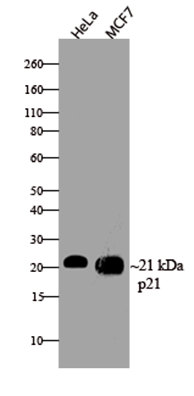 p21 Antibody in Western Blot (WB)