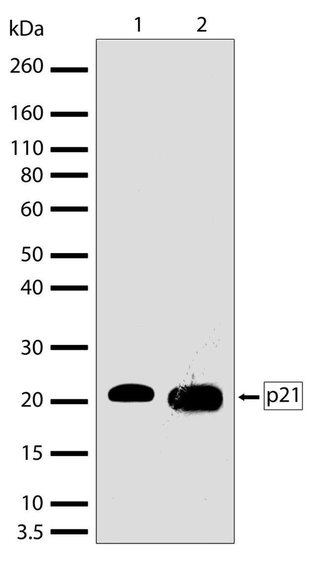 p21 Antibody in Western Blot (WB)