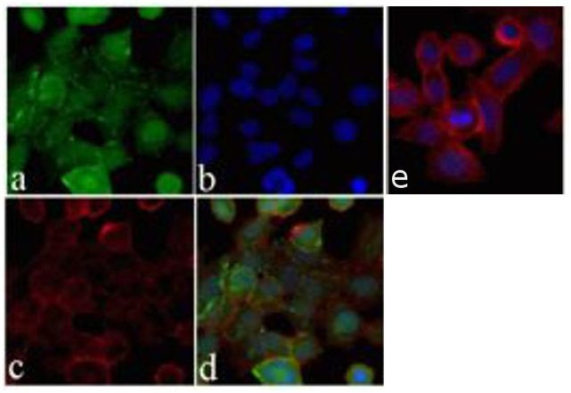 ANGPTL4 Antibody in Immunocytochemistry (ICC/IF)