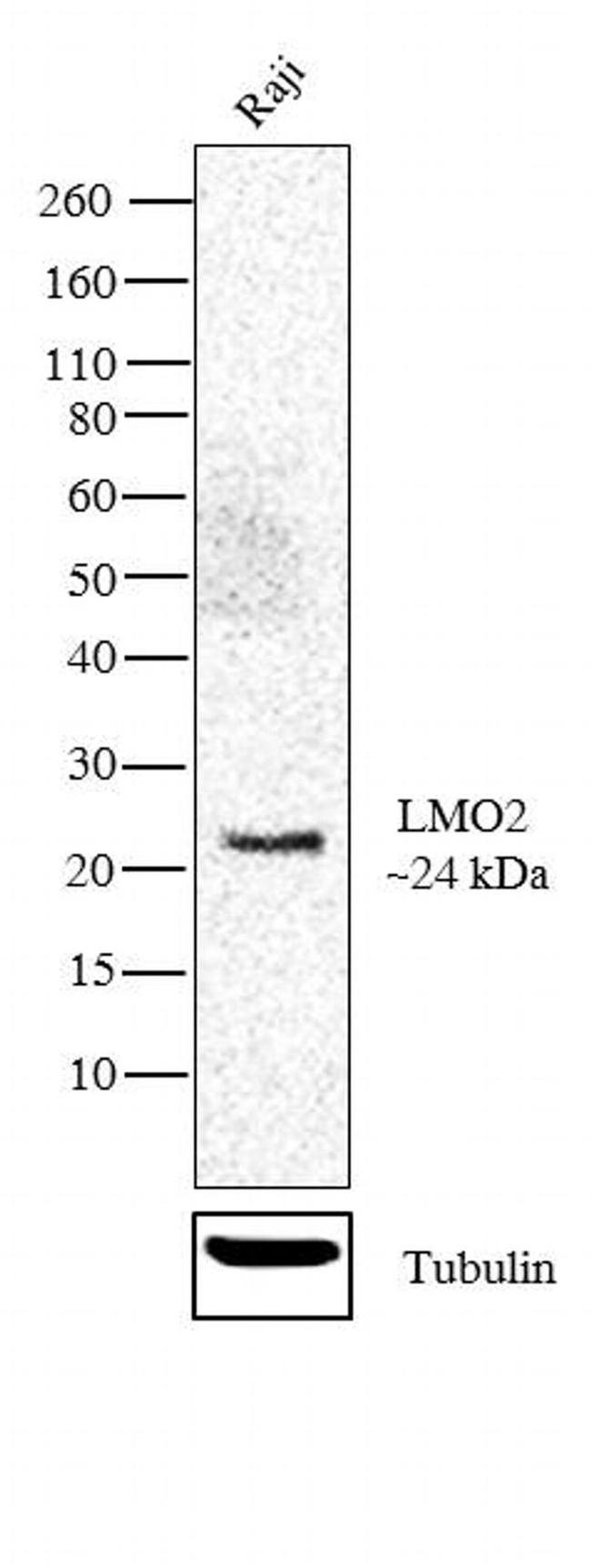 LMO2 Antibody in Western Blot (WB)