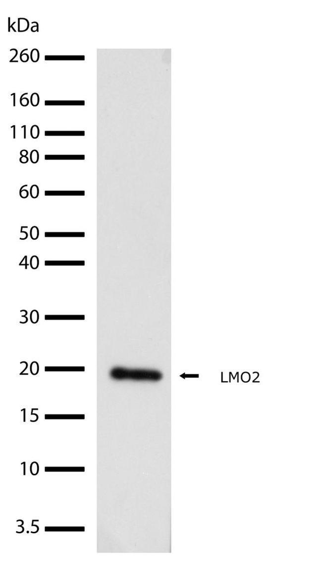 LMO2 Antibody in Western Blot (WB)