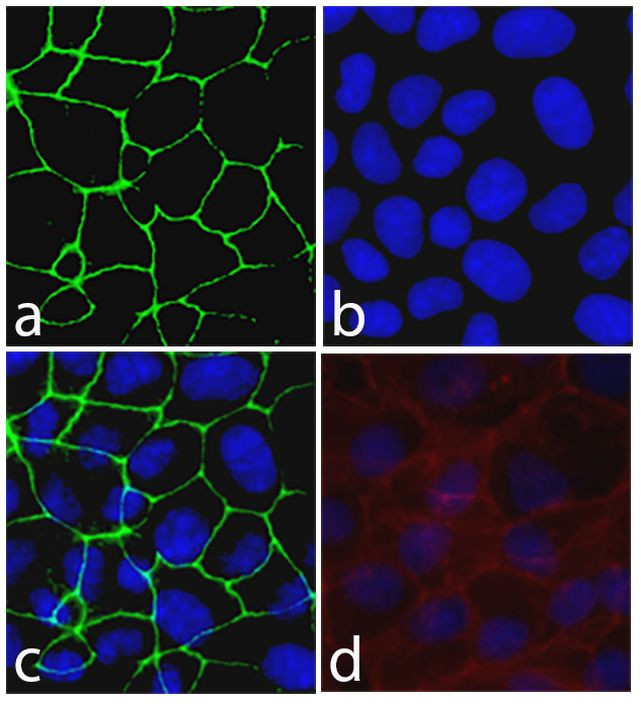 Occludin Antibody in Immunocytochemistry (ICC/IF)