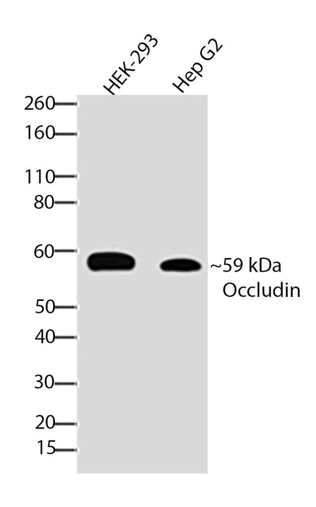 Occludin Antibody in Western Blot (WB)