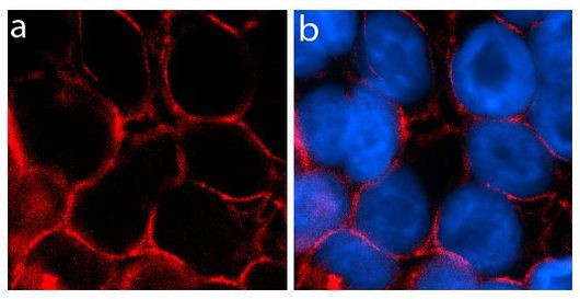 Occludin Antibody in Immunocytochemistry (ICC/IF)