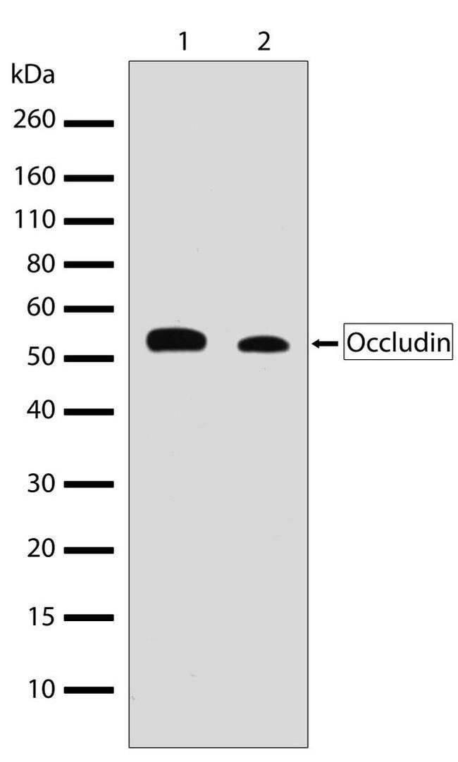 Occludin Antibody in Western Blot (WB)