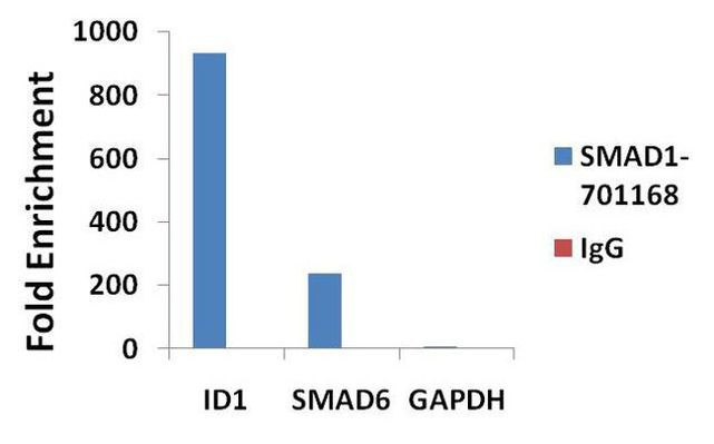 SMAD1 Antibody in ChIP Assay (ChIP)