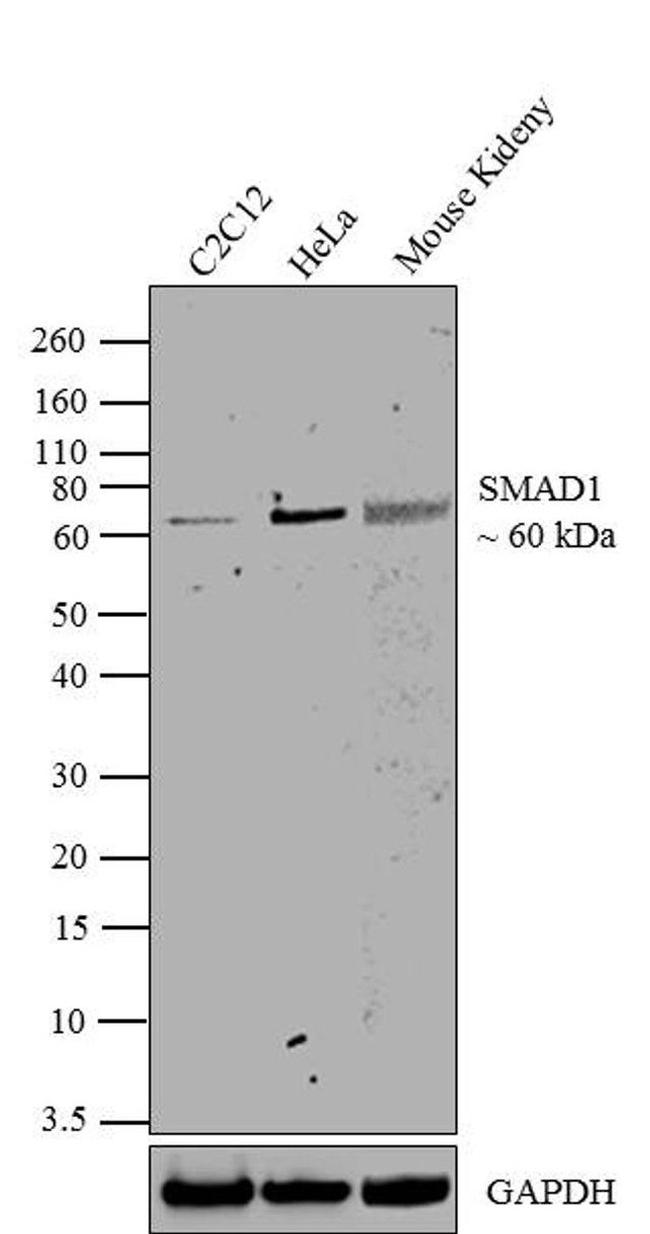 SMAD1 Antibody in Western Blot (WB)