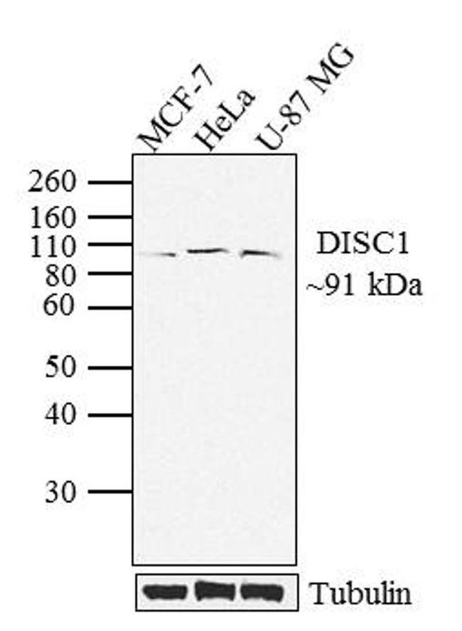 DISC1 Antibody in Western Blot (WB)