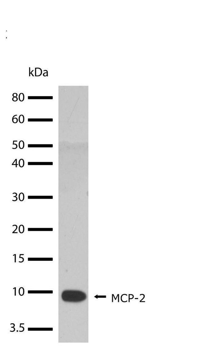 MCP-2 Antibody in Western Blot (WB)