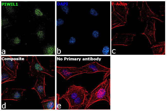 PIWIL1 Antibody in Immunocytochemistry (ICC/IF)