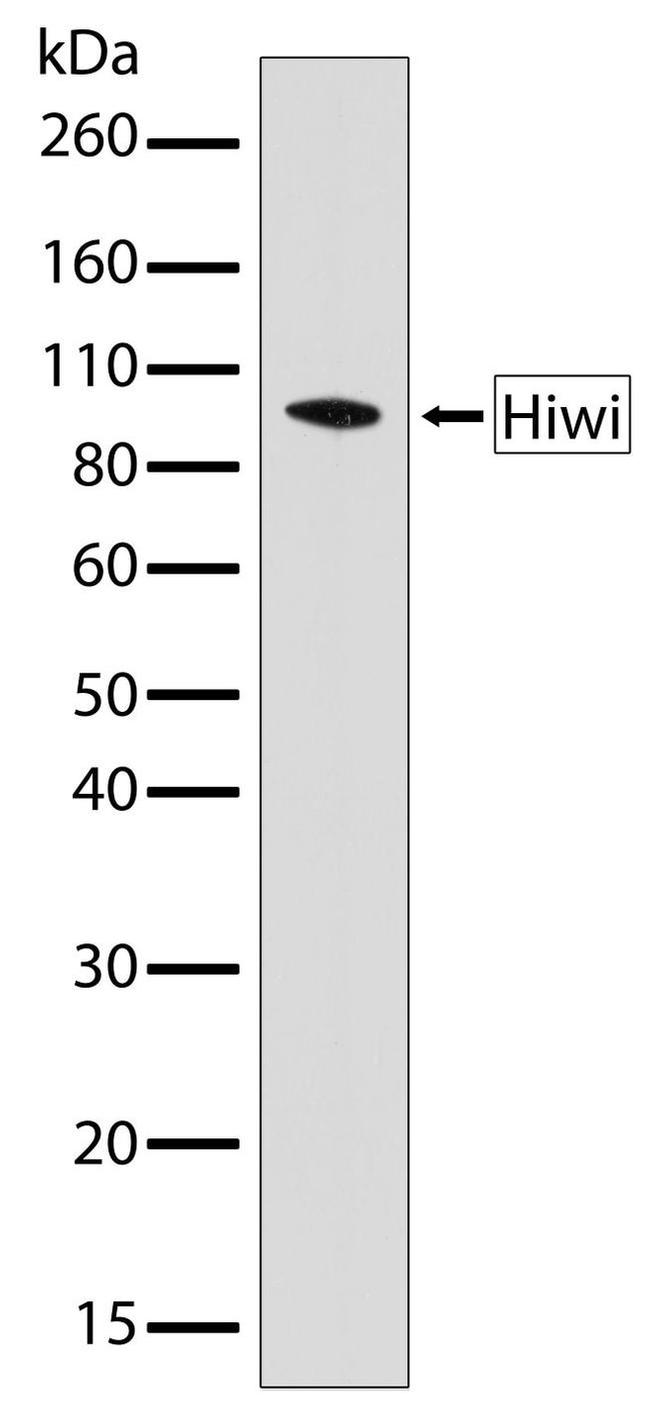 PIWIL1 Antibody in Western Blot (WB)