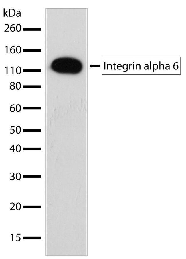 CD49f Antibody in Western Blot (WB)