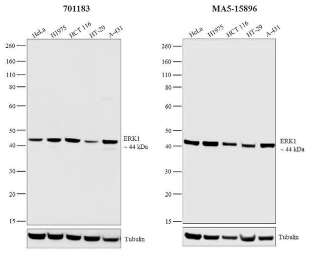 ERK1 Antibody