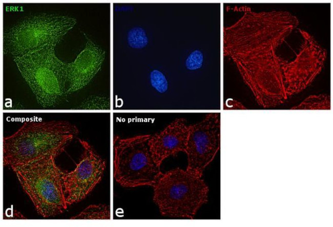 ERK1 Antibody in Immunocytochemistry (ICC/IF)