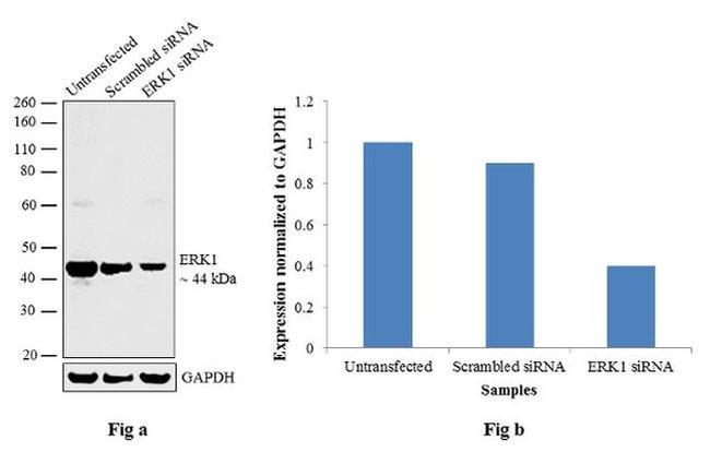 ERK1 Antibody in Western Blot (WB)