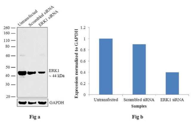 ERK1 Antibody