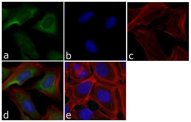 ERK1 Antibody in Immunocytochemistry (ICC/IF)