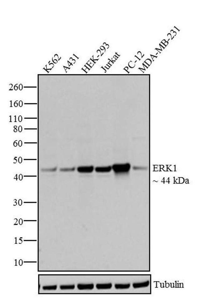 ERK1 Antibody in Western Blot (WB)