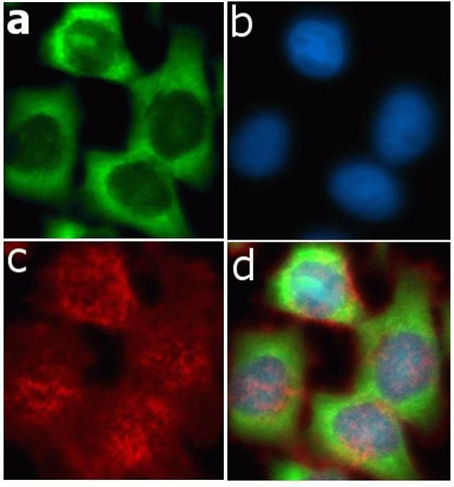 ERK1 Antibody in Immunocytochemistry (ICC/IF)