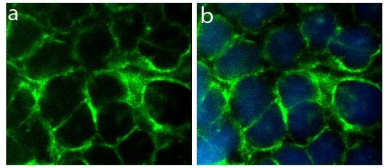 Connexin 36 Antibody in Immunocytochemistry (ICC/IF)