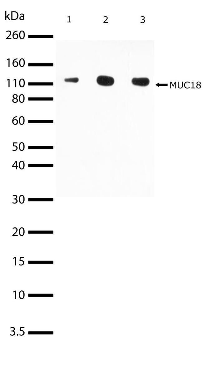 CD146 Antibody in Western Blot (WB)