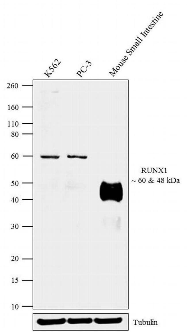 RUNX1 Antibody in Western Blot (WB)