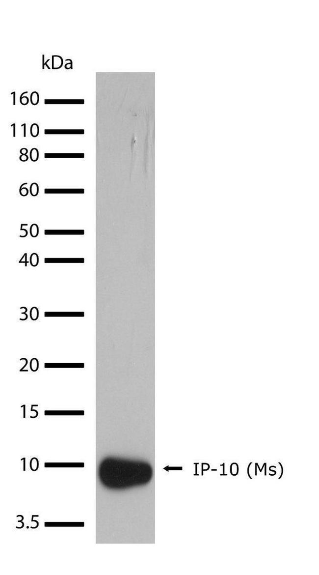 CXCL10 Antibody in Western Blot (WB)