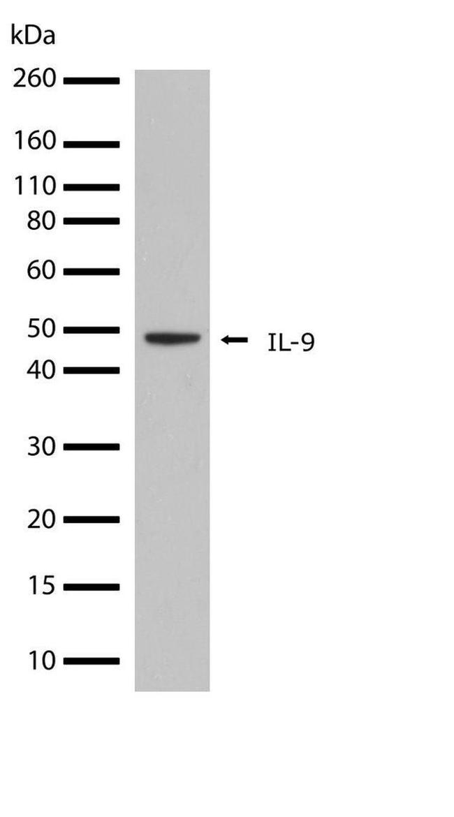 IL-9 Antibody in Western Blot (WB)