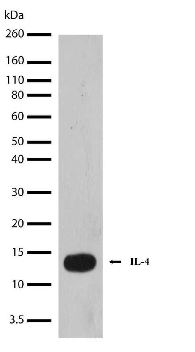 IL-4 Antibody in Western Blot (WB)