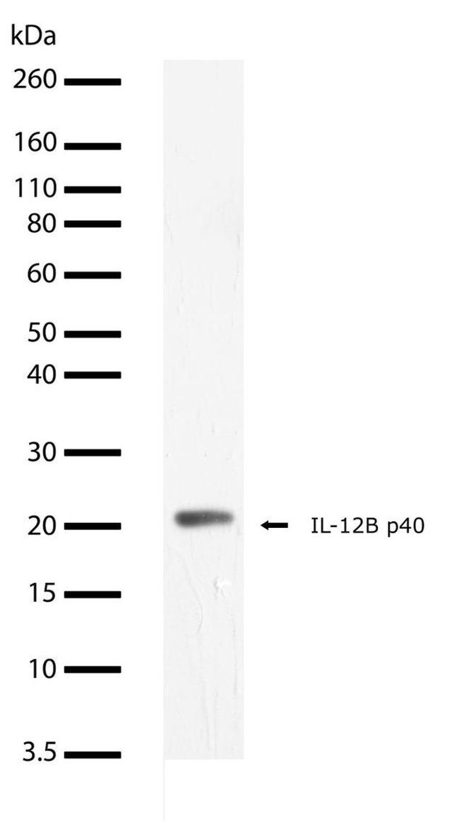 IL-12 p40 Antibody in Western Blot (WB)