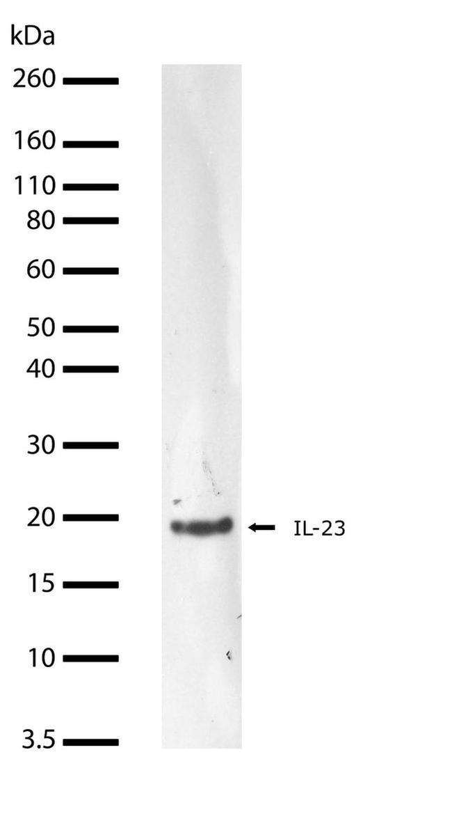 IL-23 p19 Antibody in Western Blot (WB)