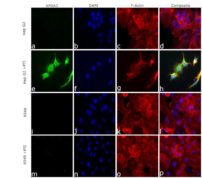 ApoA2 Antibody in Immunocytochemistry (ICC/IF)