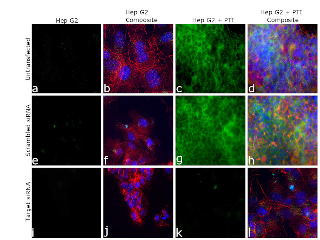 ApoA2 Antibody in Immunocytochemistry (ICC/IF)