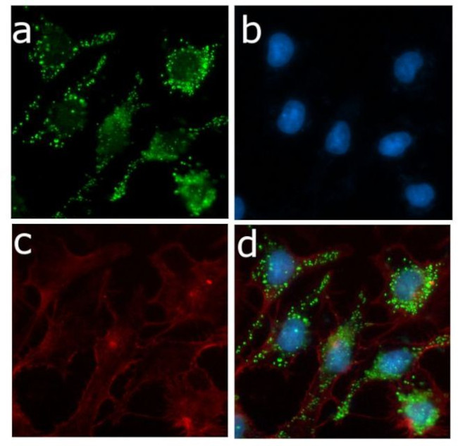 ApoC3 Antibody in Immunocytochemistry (ICC/IF)