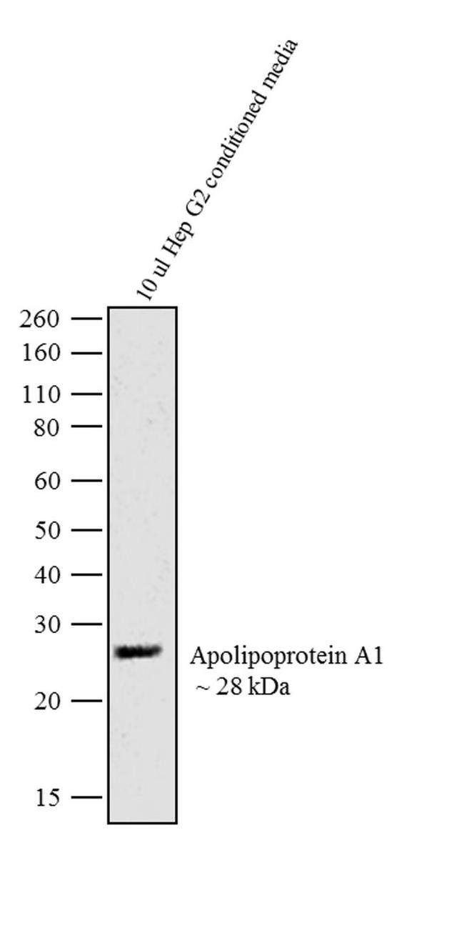 ApoA1 Antibody in Western Blot (WB)