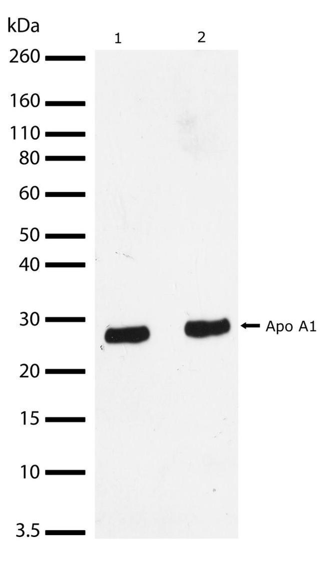 ApoA1 Antibody in Western Blot (WB)