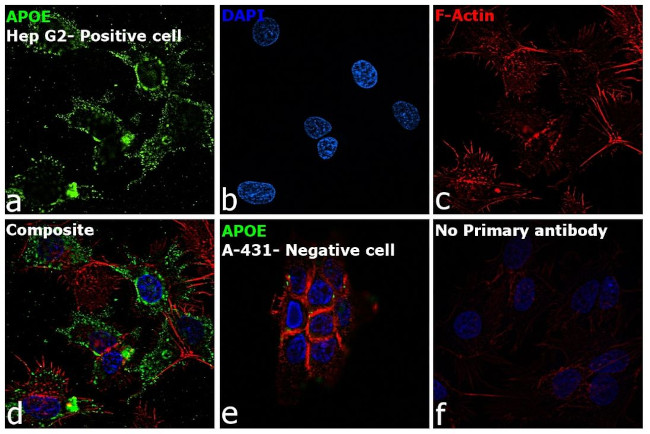 APOE Antibody in Immunocytochemistry (ICC/IF)