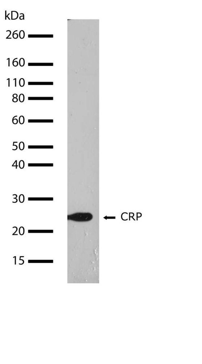 CRP Antibody in Western Blot (WB)